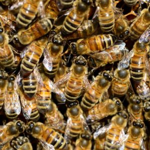 honey bees, insects, beehive