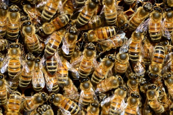 honey bees, insects, beehive